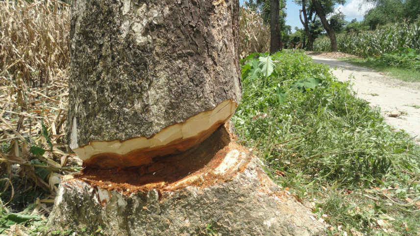 illegal tree cutting.jpg