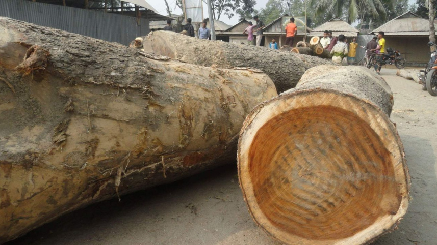 illegally felled trees.jpg