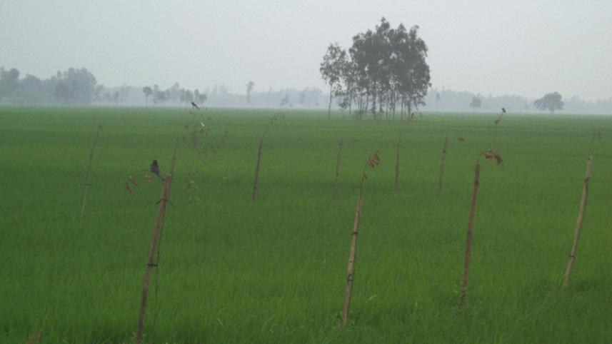 implementation in Bogra 1.jpg