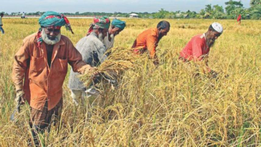 Purchasing of paddy from farmers