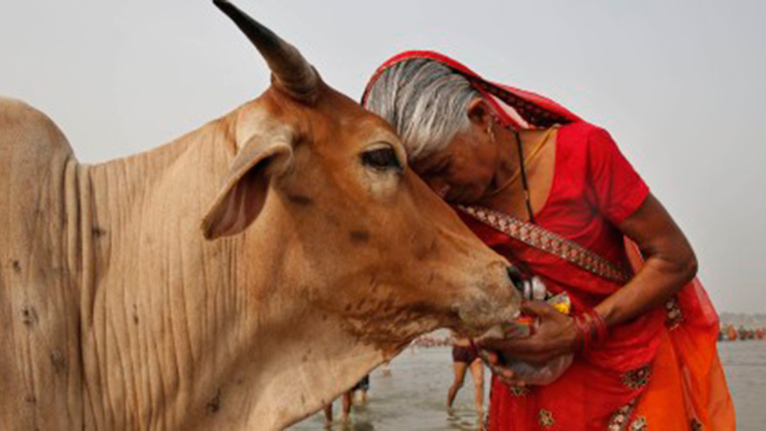 Indian cow, Gold in cow urine, Gujarat, Gir, Offbeat