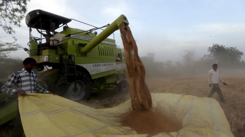 india wheat.jpg