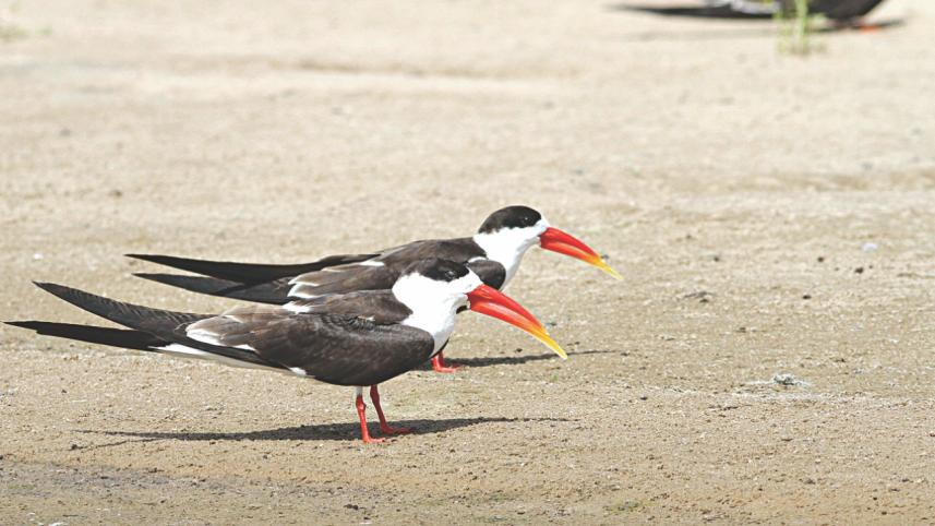 Indian Skimmers.jpg