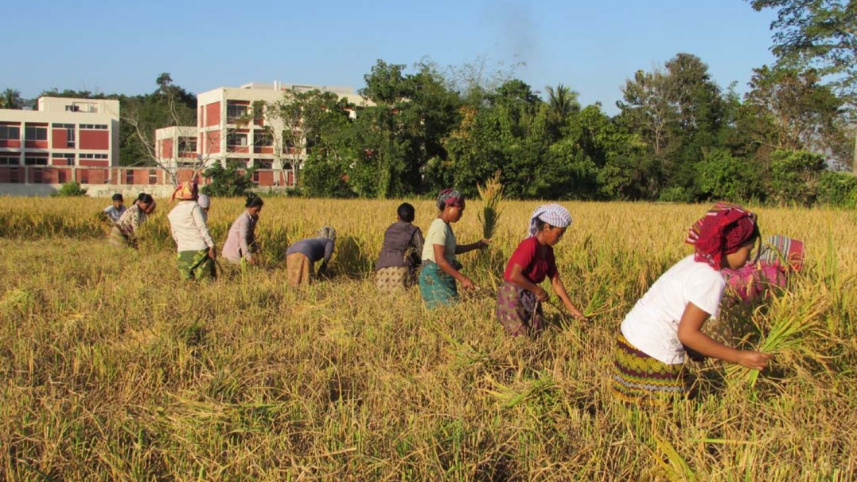 indigenous women reap paddy.jpg