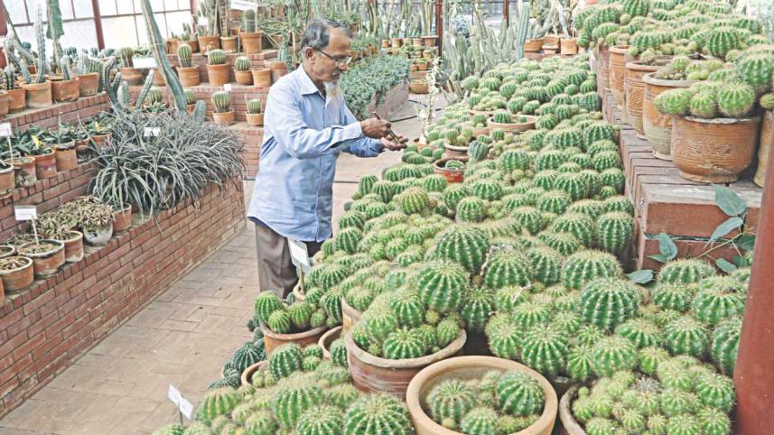 Into the World of Cacti