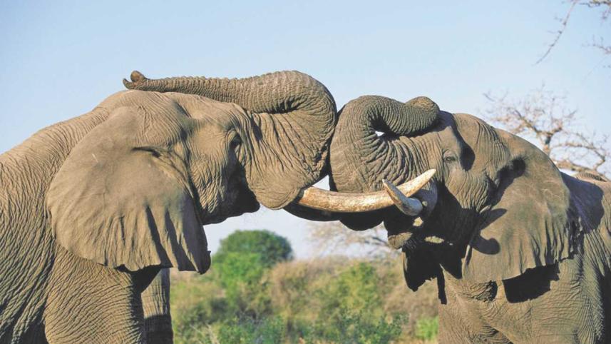 Jaas Travel Corporation Ltd