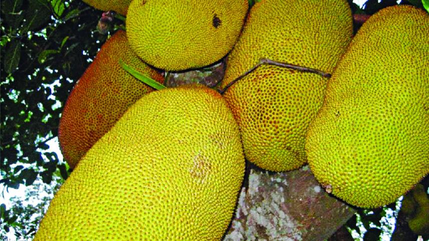 jackfruit.jpg