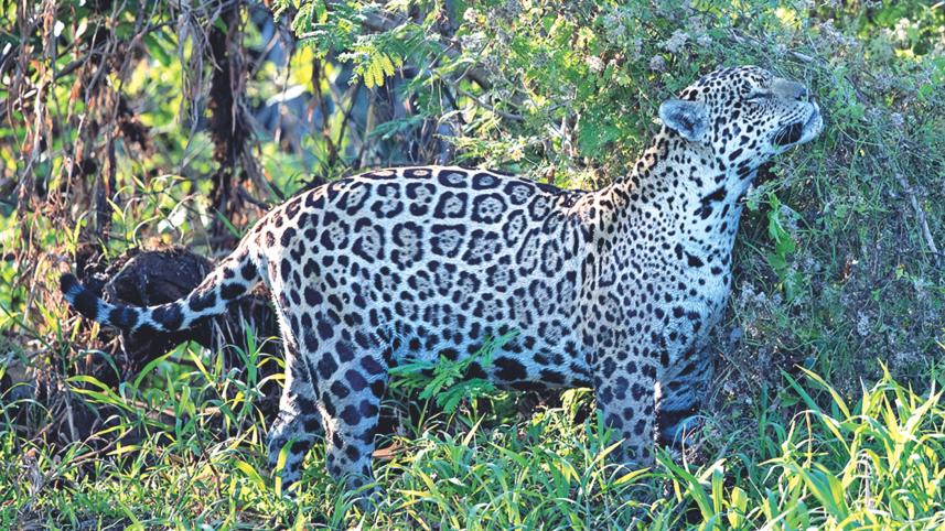 Jaguar marking territory.jpg