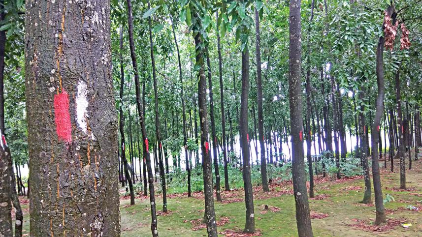 Jahangirnagar university trees.jpg