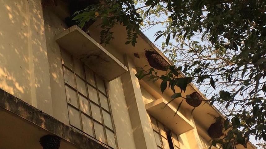 Jamalpur wild bees reoccupy the poll-centre pic.JPG