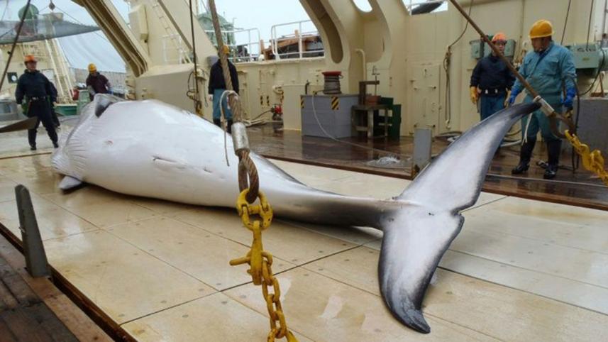 Japan-whaling-afp-wb.jpg