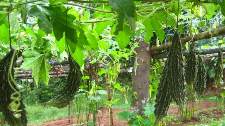 Jashore bitter gourd.jpg