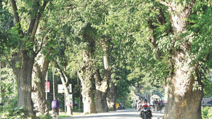 jessore trees.jpg