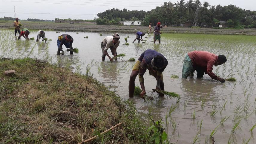 jhenaidah_paddy_photo.jpg