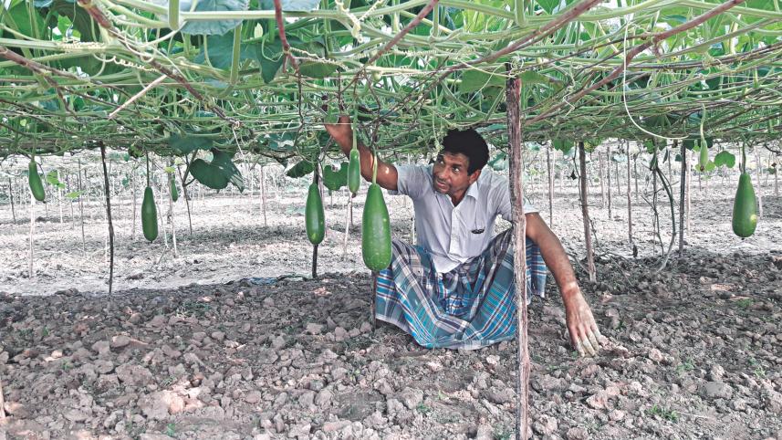 Jhenidah gourd growers.jpg