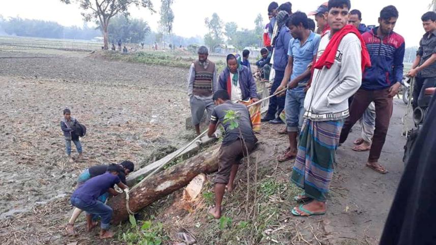 Jubo League man tree looting.jpg