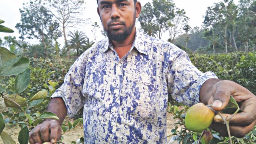 Kashmiri Kul Cultivation in Jhenidah