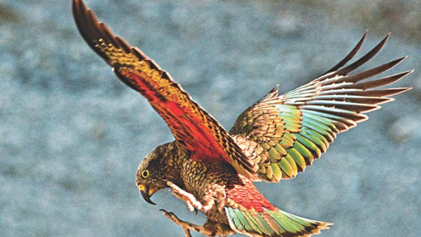 kea parrot.jpg