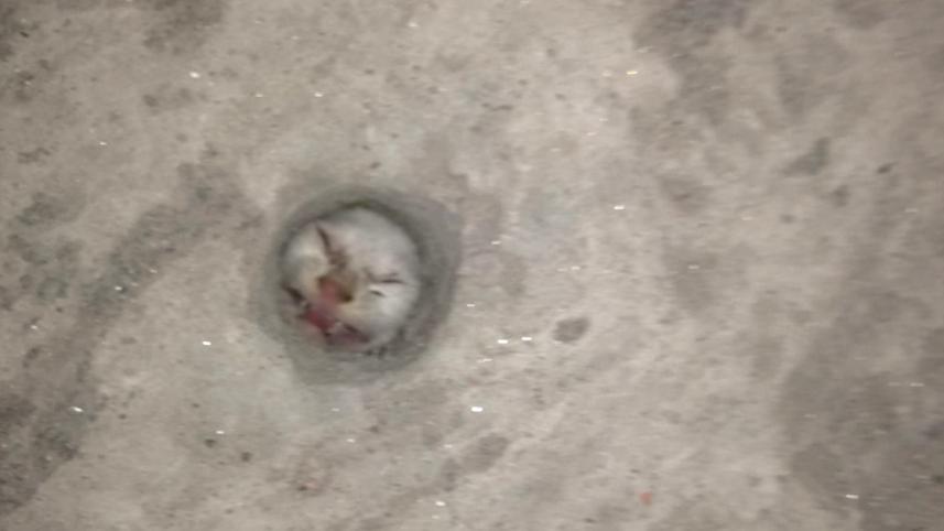 Cats kitten is stuck