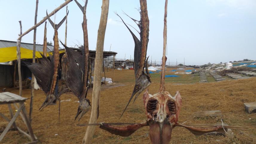Kuakata fish drying 1.jpg