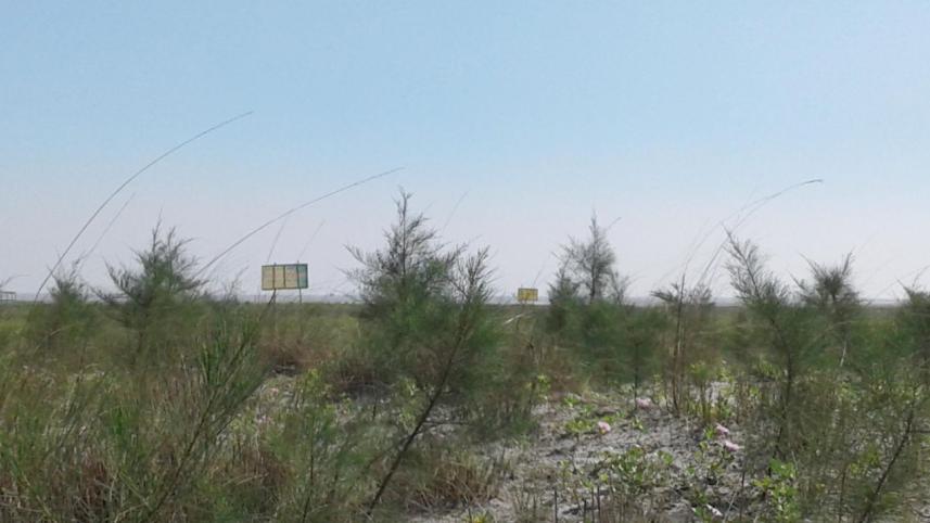 Kuakata forestland grabbed.jpg