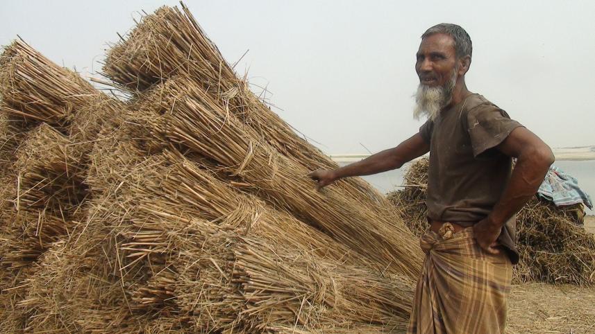 Kurigram catkin growers.jpg