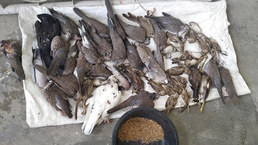 lalmonirhat bird killing.jpg