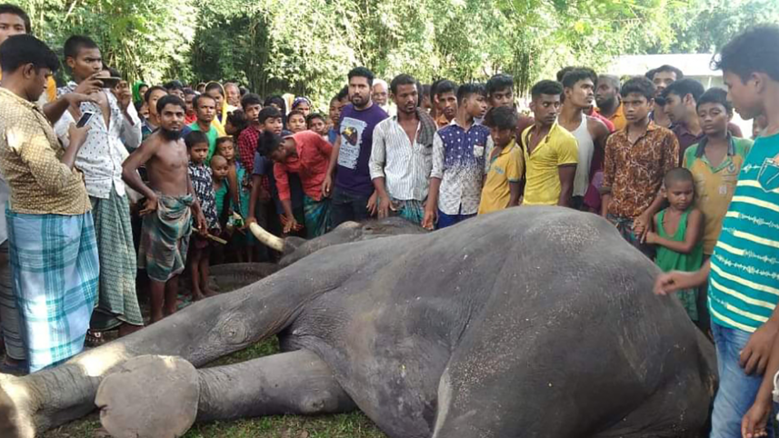 Lalmonirhat elephant.png