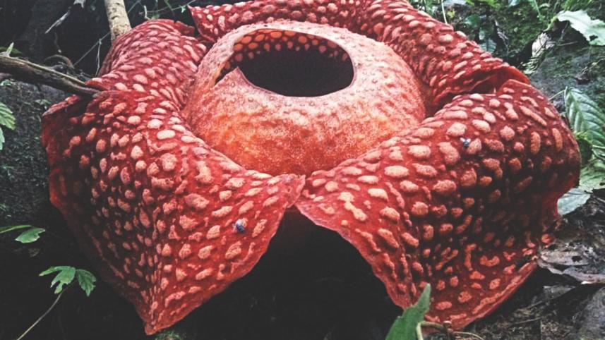 The largest flower of the World