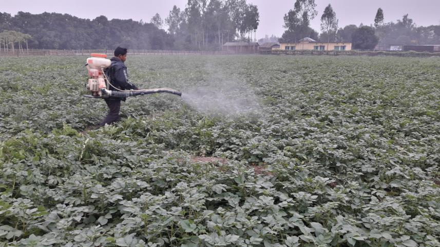 Late blight attack Thakurgaon.jpg