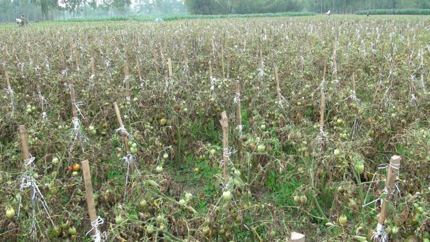 Late blight tomato.jpg