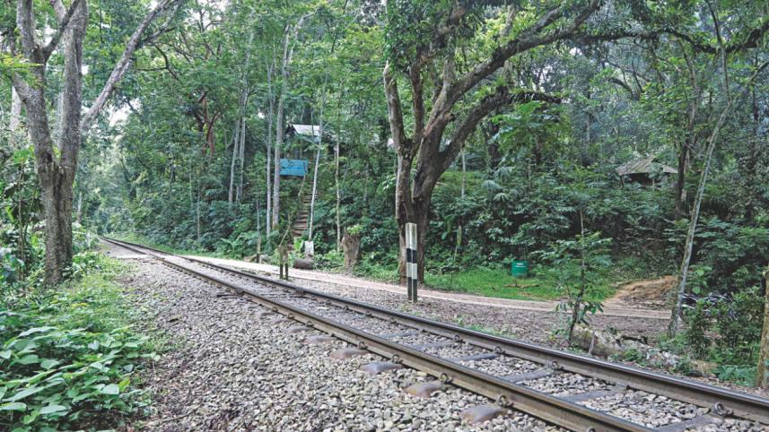 Lawachhara forest.jpg