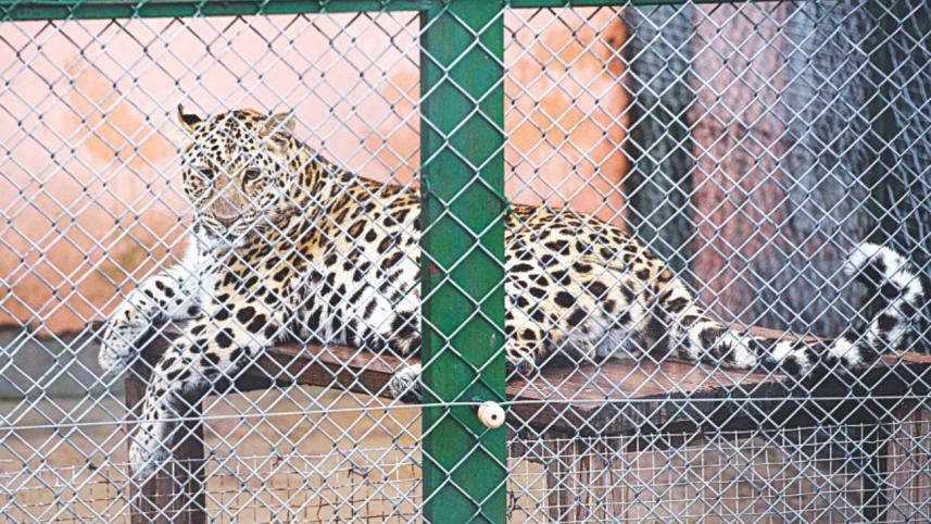 leopard.jpg