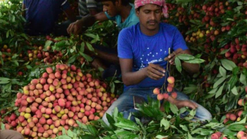 Lychee growers in Pabna