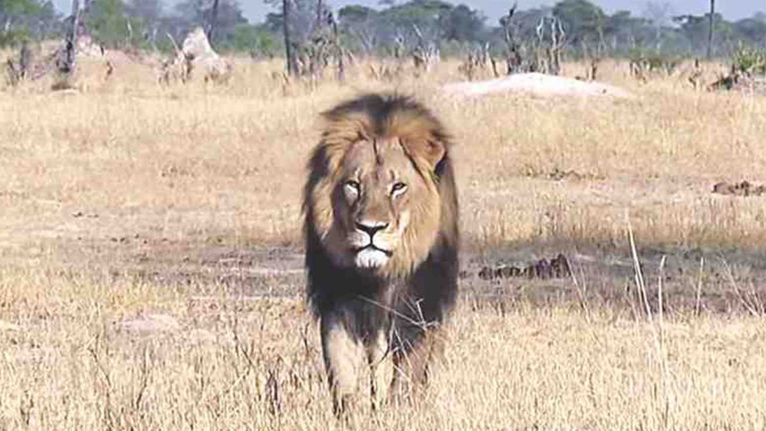 Lion.jpg