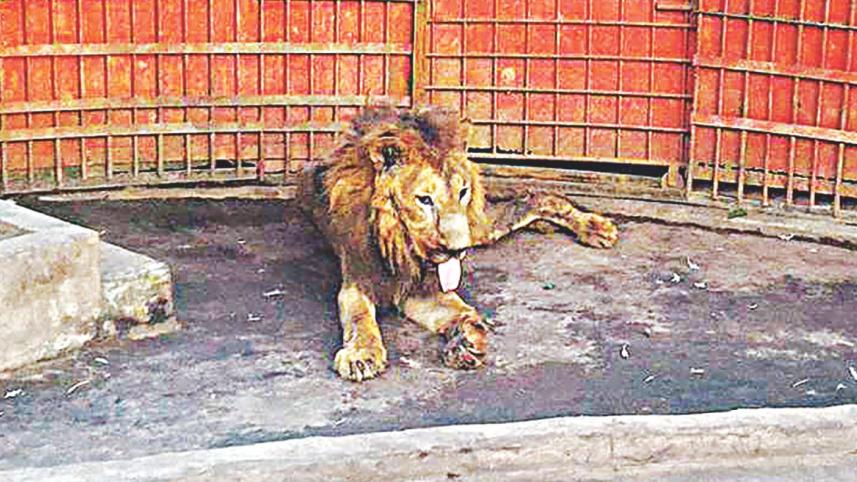 Juboraj the lion at the Comilla Zoo