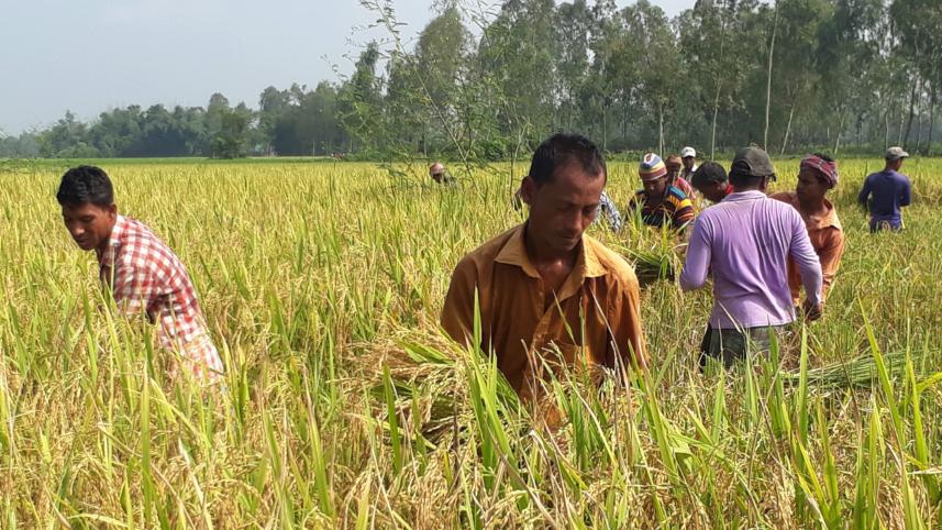 Low Aman price thakurgaon.jpg