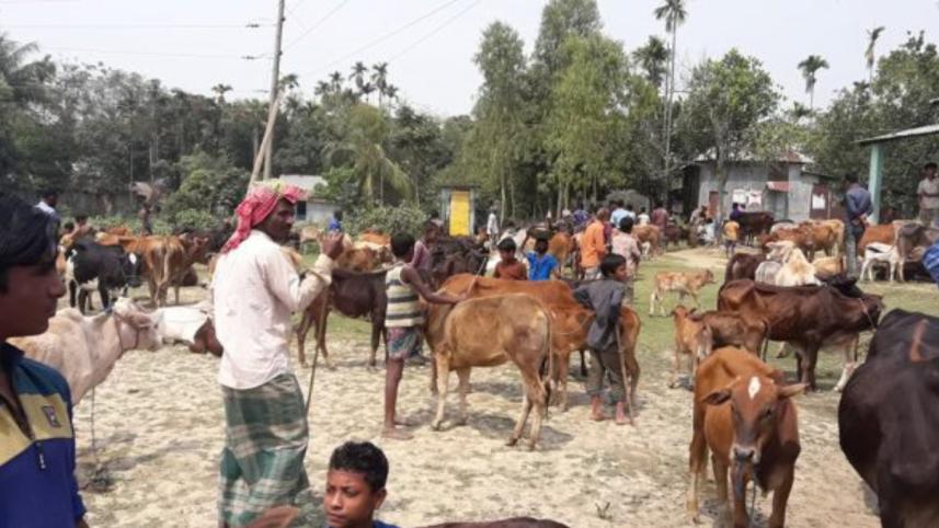 LSD virus panic cattle farmers.jpg