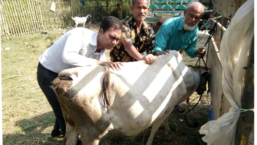 Lumpy skin disease.jpg