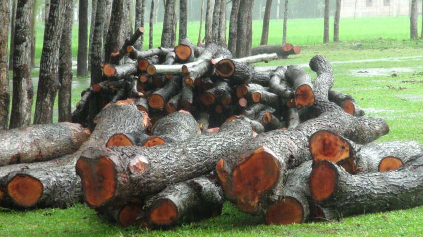 mahogany trees felled.jpg