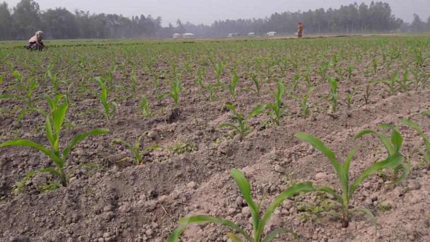 Maize tobacco farming.jpg