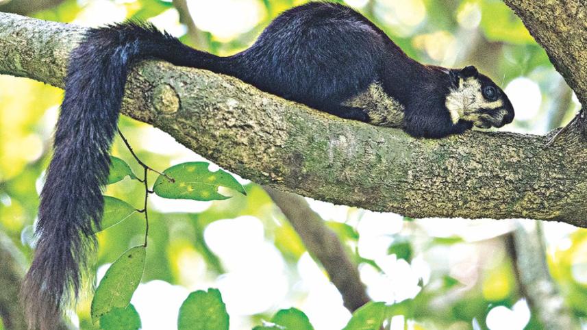 Malayan giant squirrel.jpg