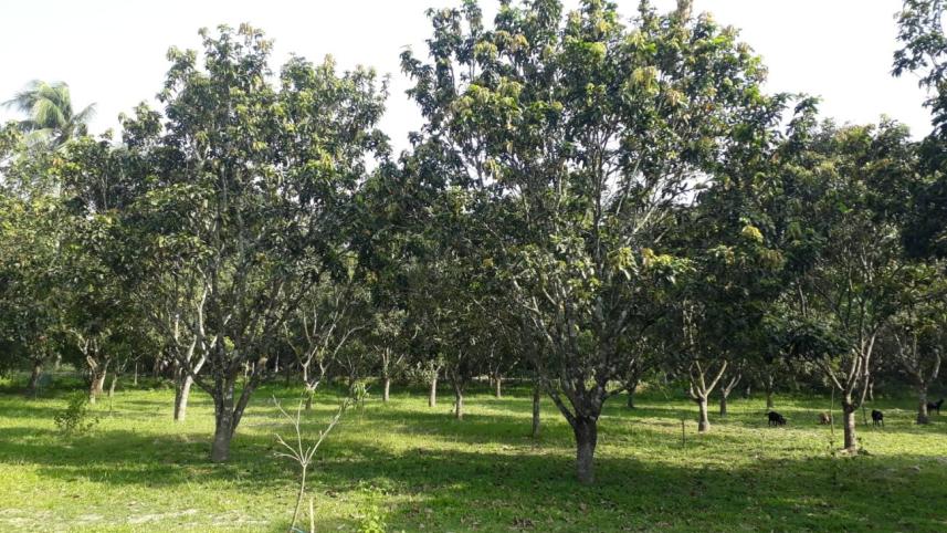 mango orchard.jpg