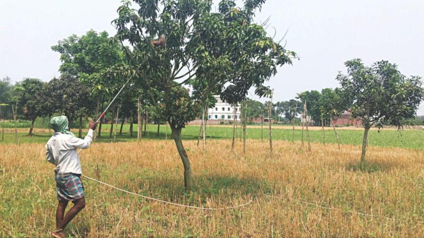 Pesticide on mangoes