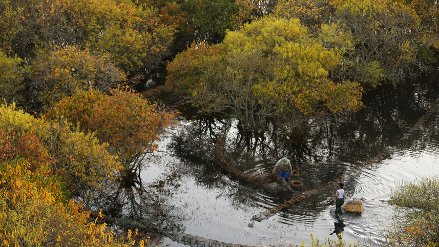 mangrove-forest-in-Vietnam
