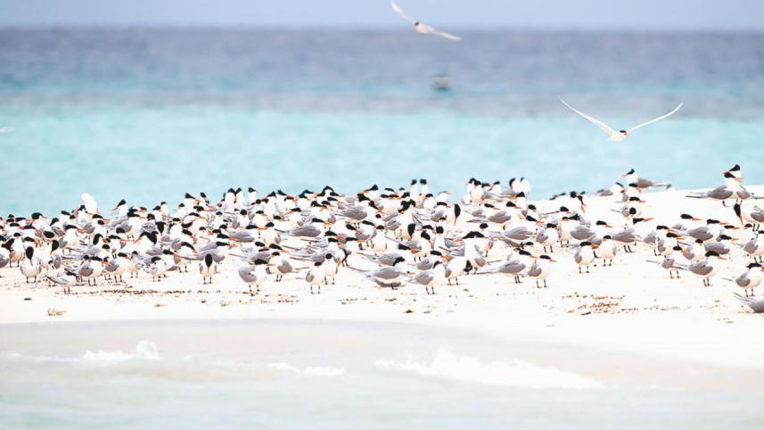 Michaelmas Cay.jpg