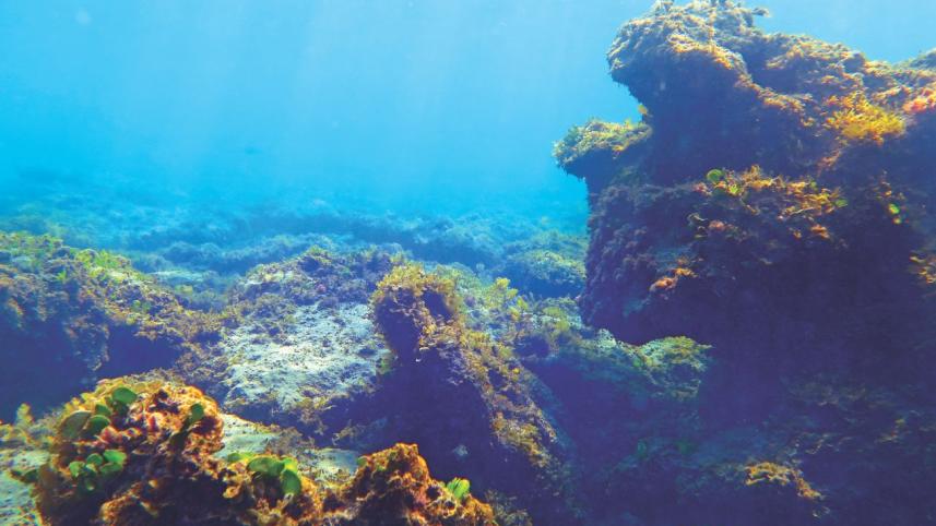 Saving the Coral Island