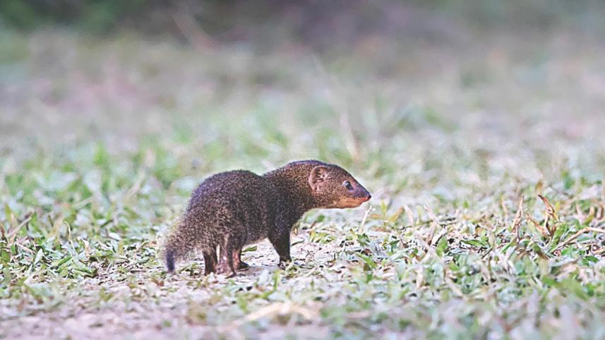 Mongoose.jpg