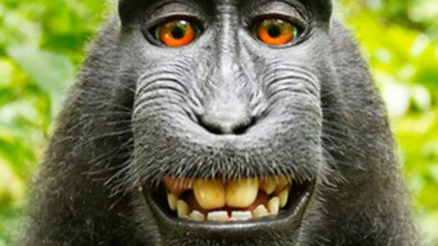 Monkey-selfieWB.jpg