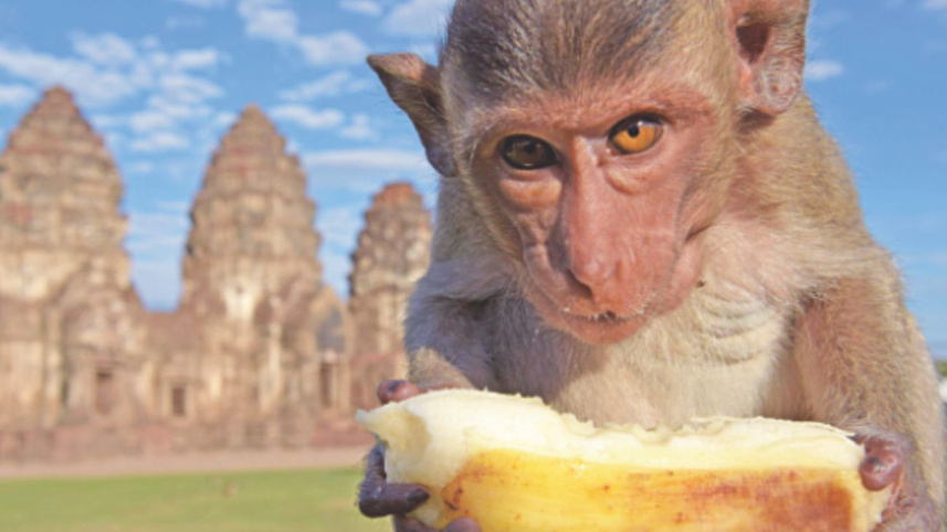 monkey.jpg